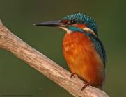 Eisvogel
