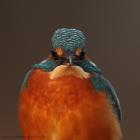 Eisvogel