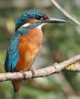 Eisvogel
