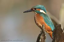 Eisvogel
