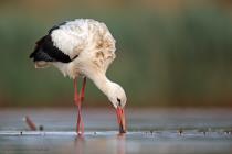 Storch