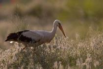 Storch