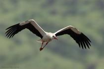 Storch
