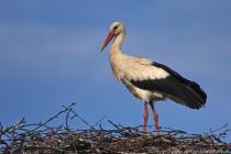Storch