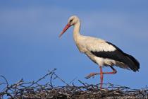 Storch