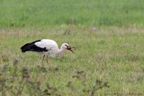 Storch