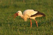 Storch