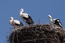 Storch