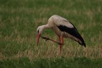 Storch