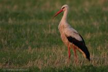 Storch