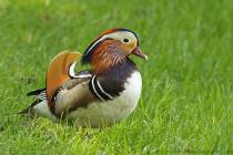 Mandarinenente