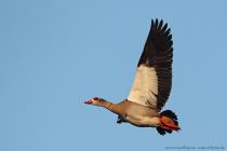 Nilgans