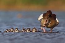 Nilgans