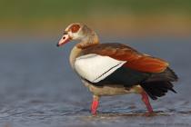 Nilgans