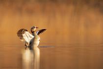 Nilgans