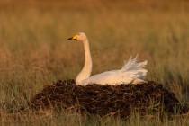 Singschwan