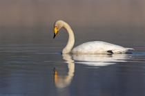 Singschwan