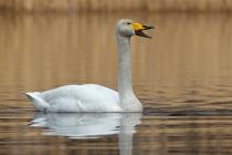 Singschwan