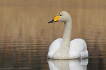 Singschwan