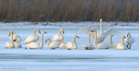 Singschwan