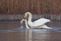 Singschwan