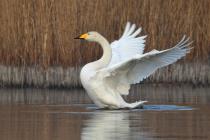 Singschwan