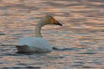 Singschwan