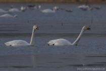 Singschwan