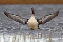 Sterntaucher