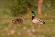 Stockente