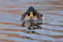 Stockente