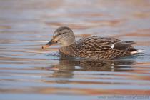 Stockente