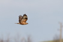 Adlerbussard