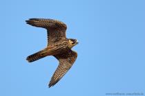 Baumfalke