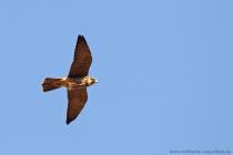 Baumfalke