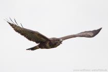 Maeusebussard