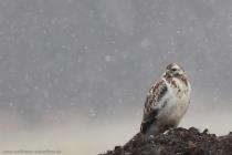Maeusebussard