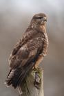 Maeusebussard