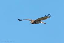 Schlangenadler