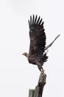 Seeadler