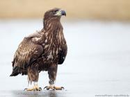 Seeadler