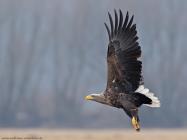Seeadler