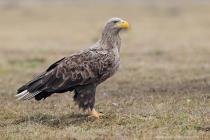 Seeadler