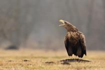 Seeadler