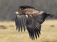 Seeadler