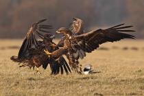 Seeadler