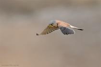 Turmfalke