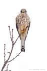 Turmfalke