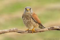 Turmfalke