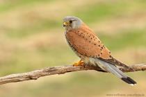 Turmfalke
